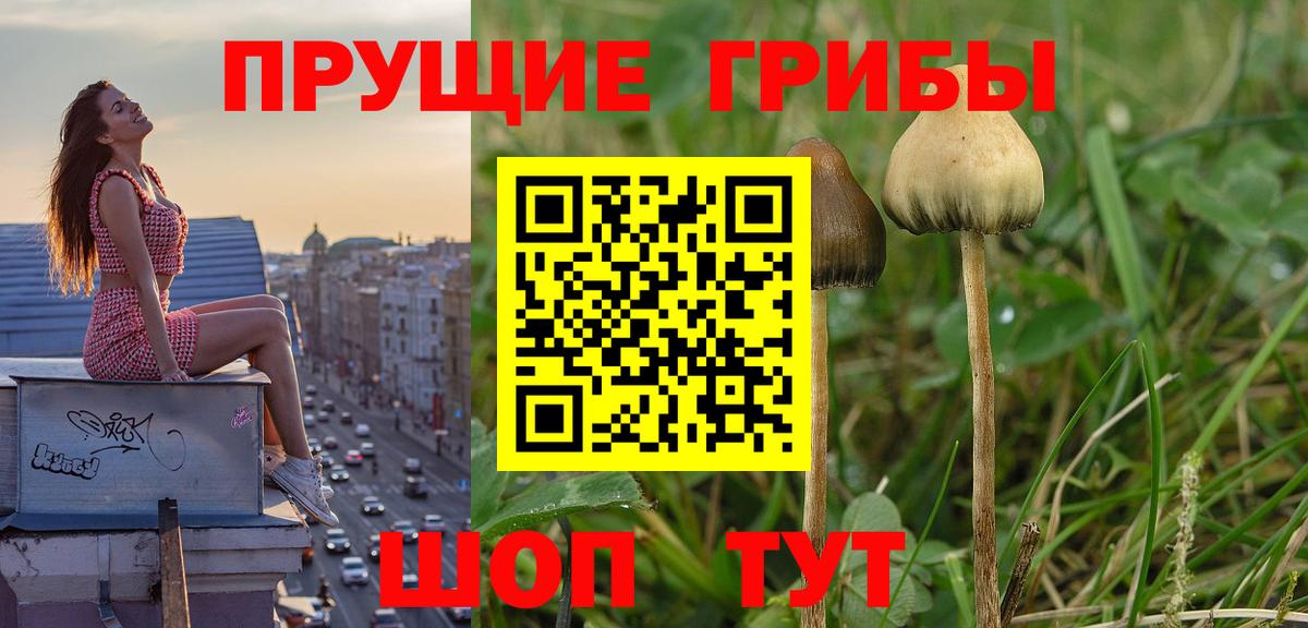 Галлюциногенные грибы Psilocybine cubensis  закладка  Луга  Вход с VPN  Галлюциногенные грибы мицелий 
