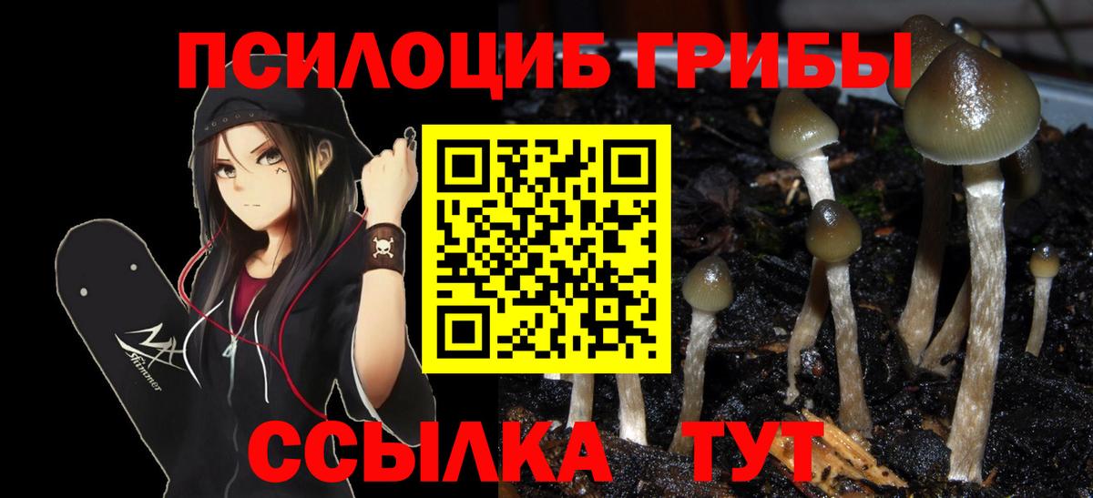 Галлюциногенные грибы Cubensis Луга
